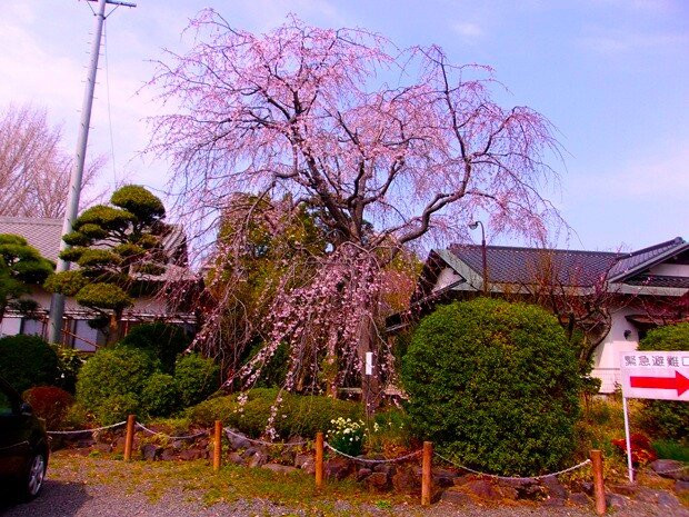 Shirahata Shrine-藤泽市必去景点