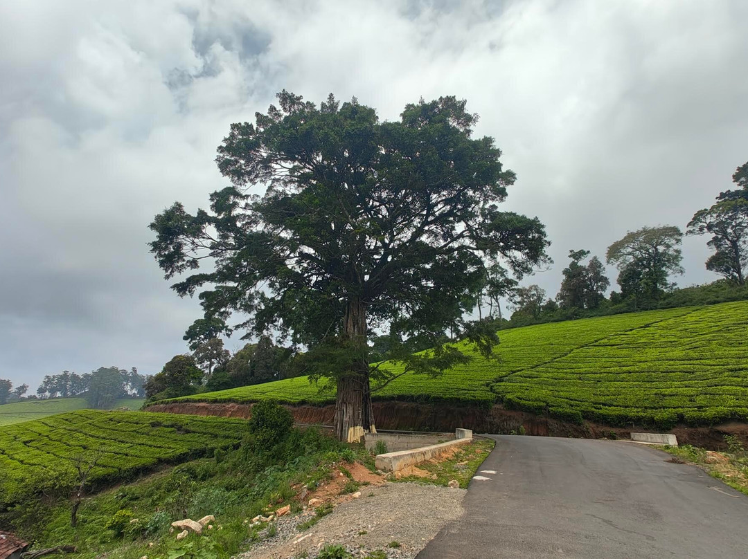 Meghamalai - High Wavy Mountains-Theni必去景点