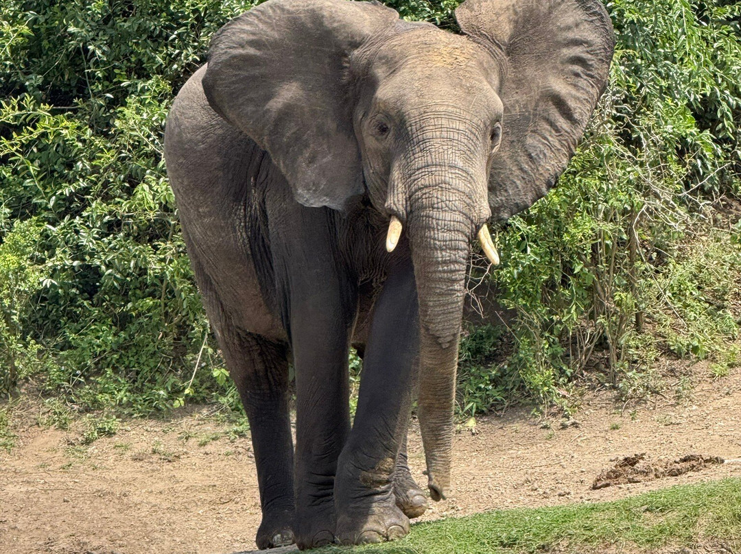 Great Adventures Uganda-坎帕拉必去景点