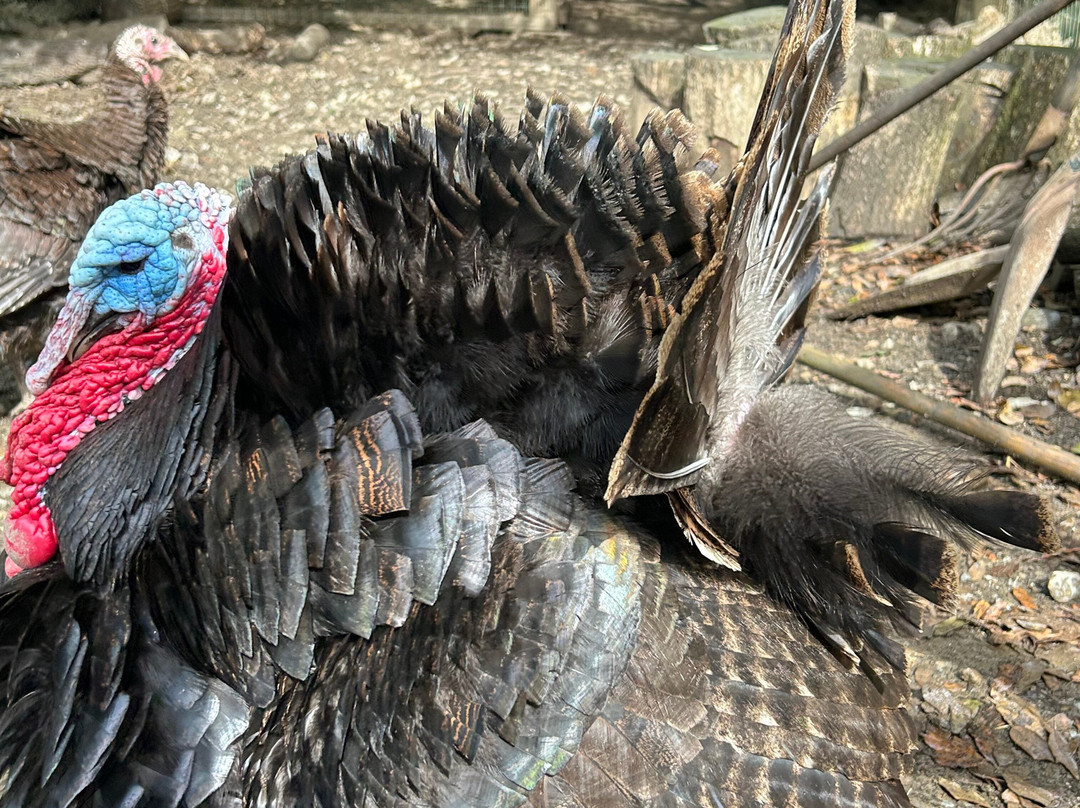 Basondo-Kortezubi必去景点