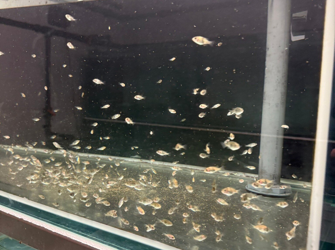 Marassi Aquarium & Underwater Zoo景点图片