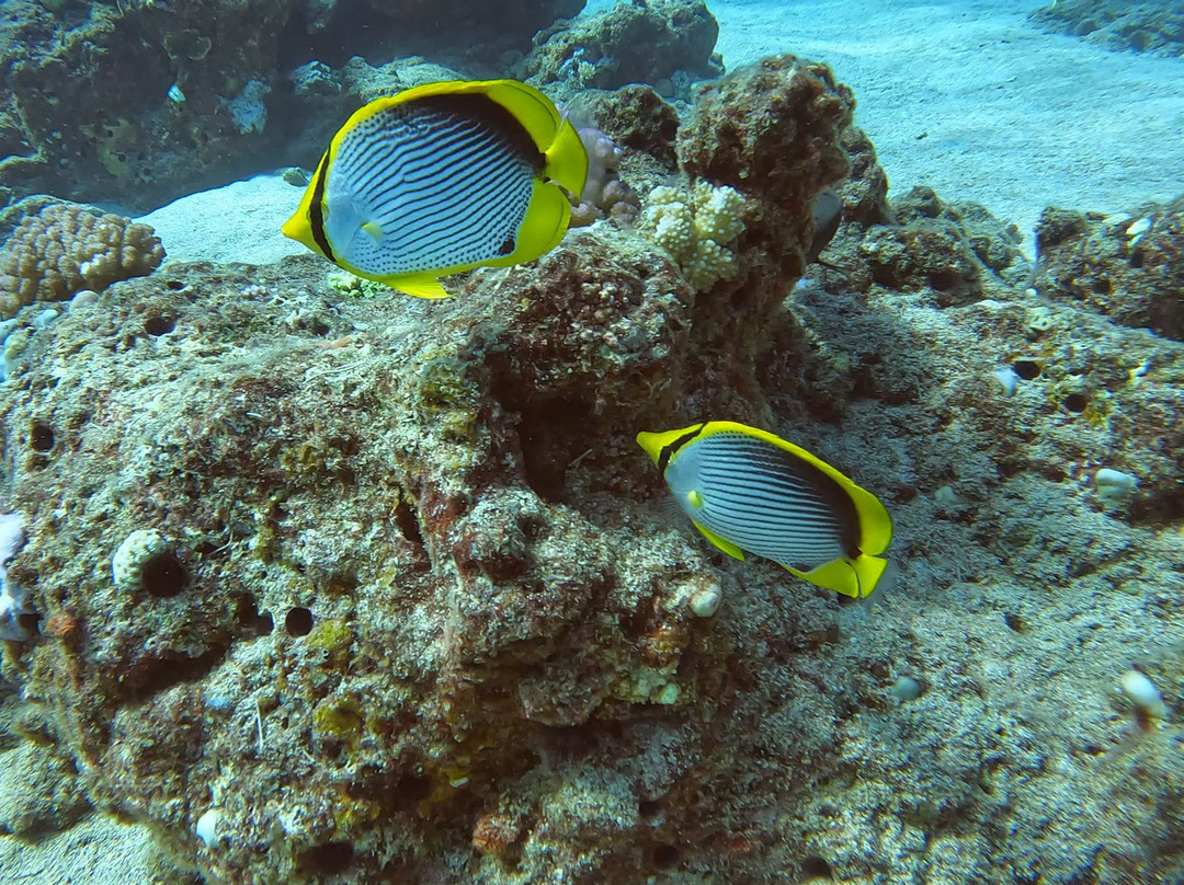 Emperator Diving Center-大湾必去景点