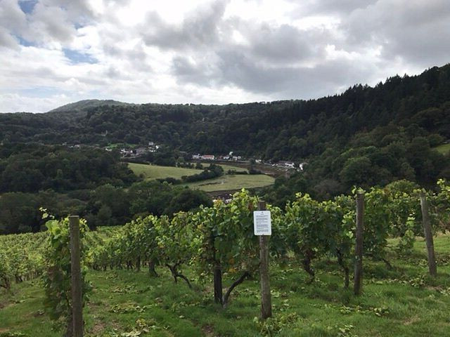 Parva Farm Vineyard景点图片