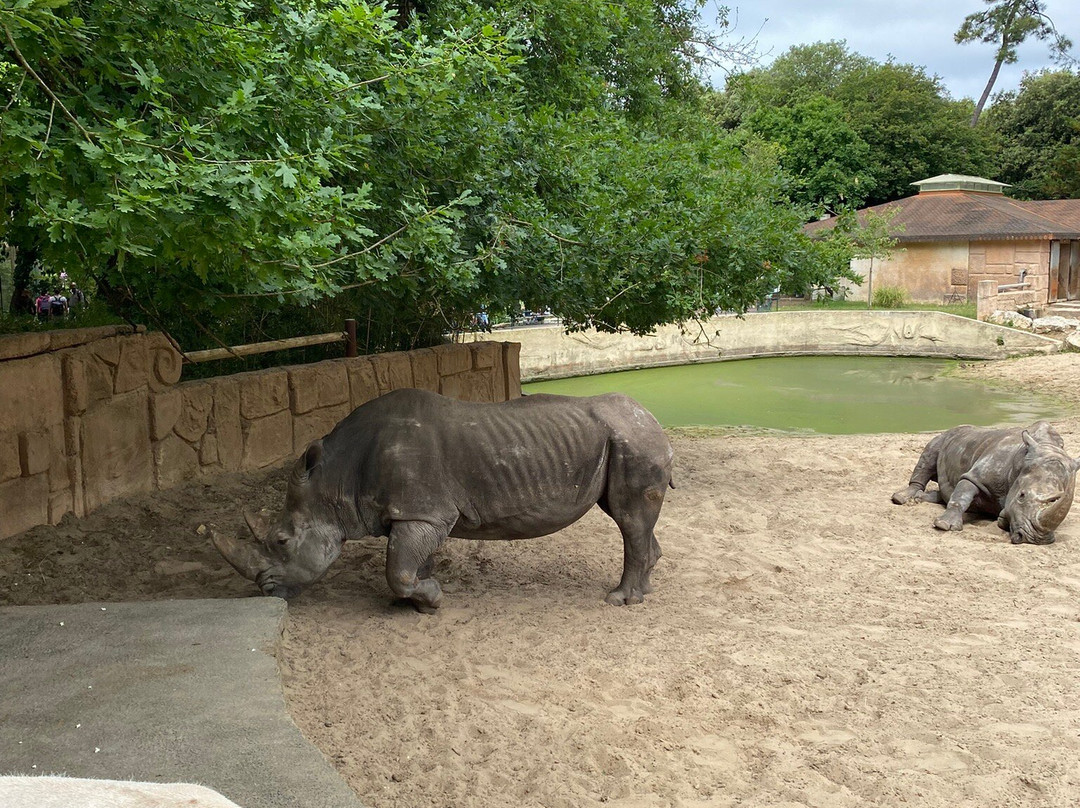 Zoo de La Palmyre景点图片
