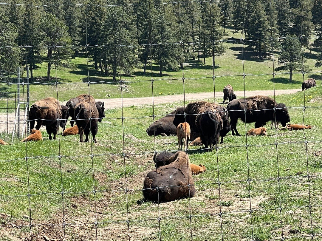 Genesee Park-丹佛必去景点