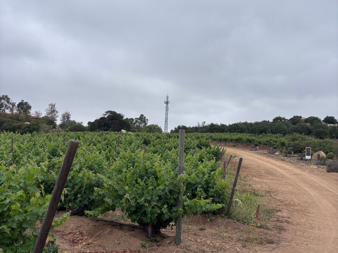 Bodegas De Santo Tomás景点图片