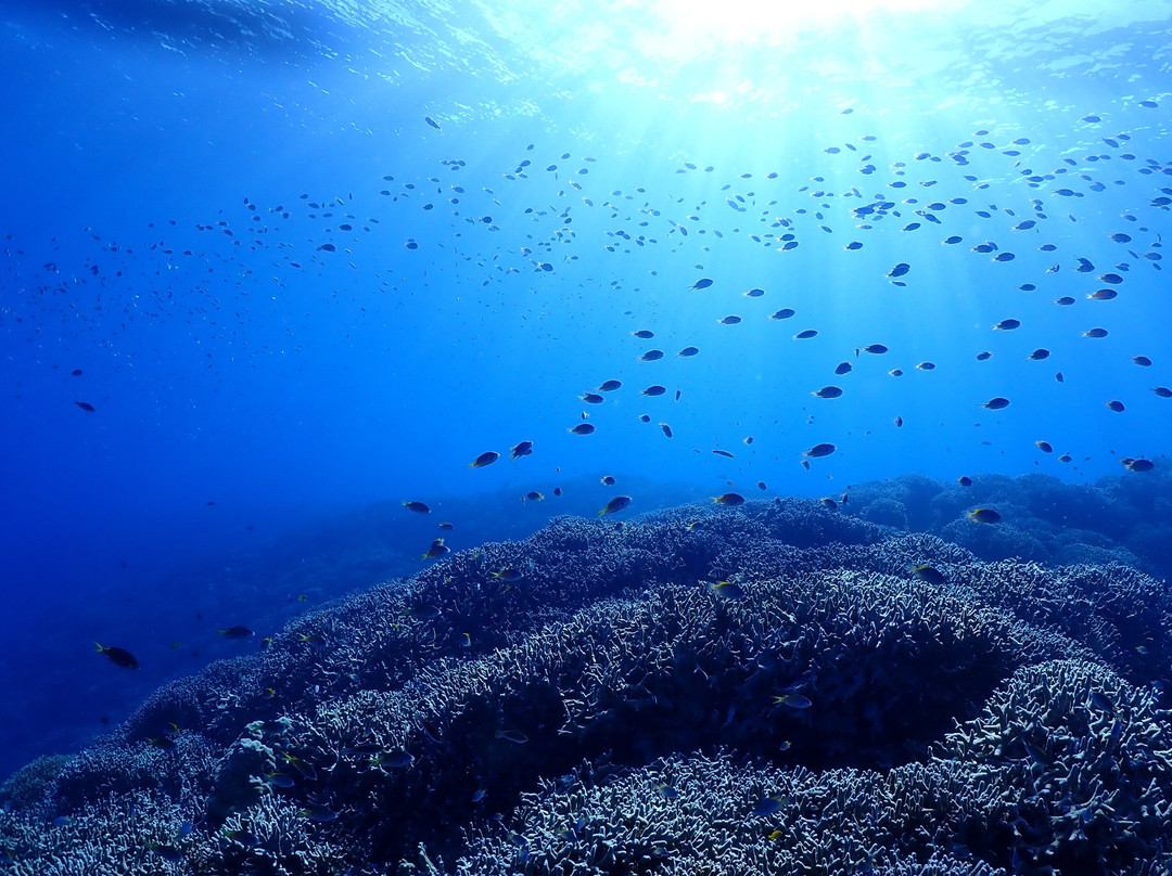 TEERA SCUBA VENTURES, OKINAWA-名护市必去景点