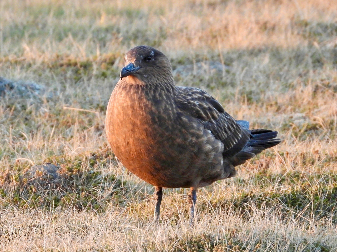 Ingólfshöfði Puffin Tour景点图片