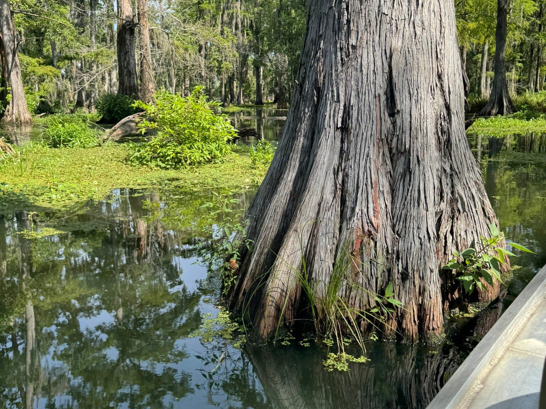 Champagne's Cajun Swamp Tours景点图片