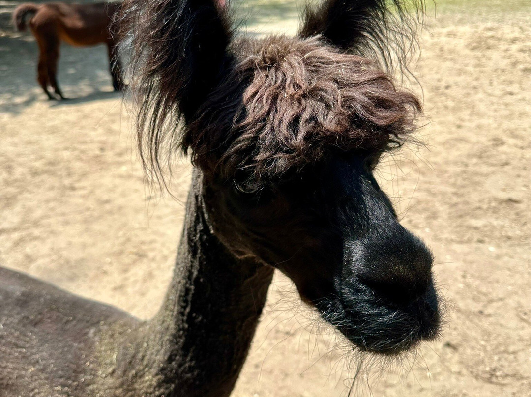 Jersey Shore Alpacas景点图片