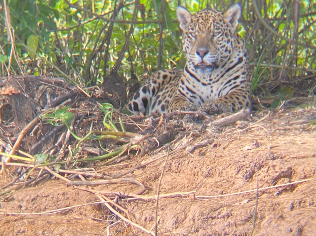 Jaguar Photo Expeditions-Varzea Grande必去景点