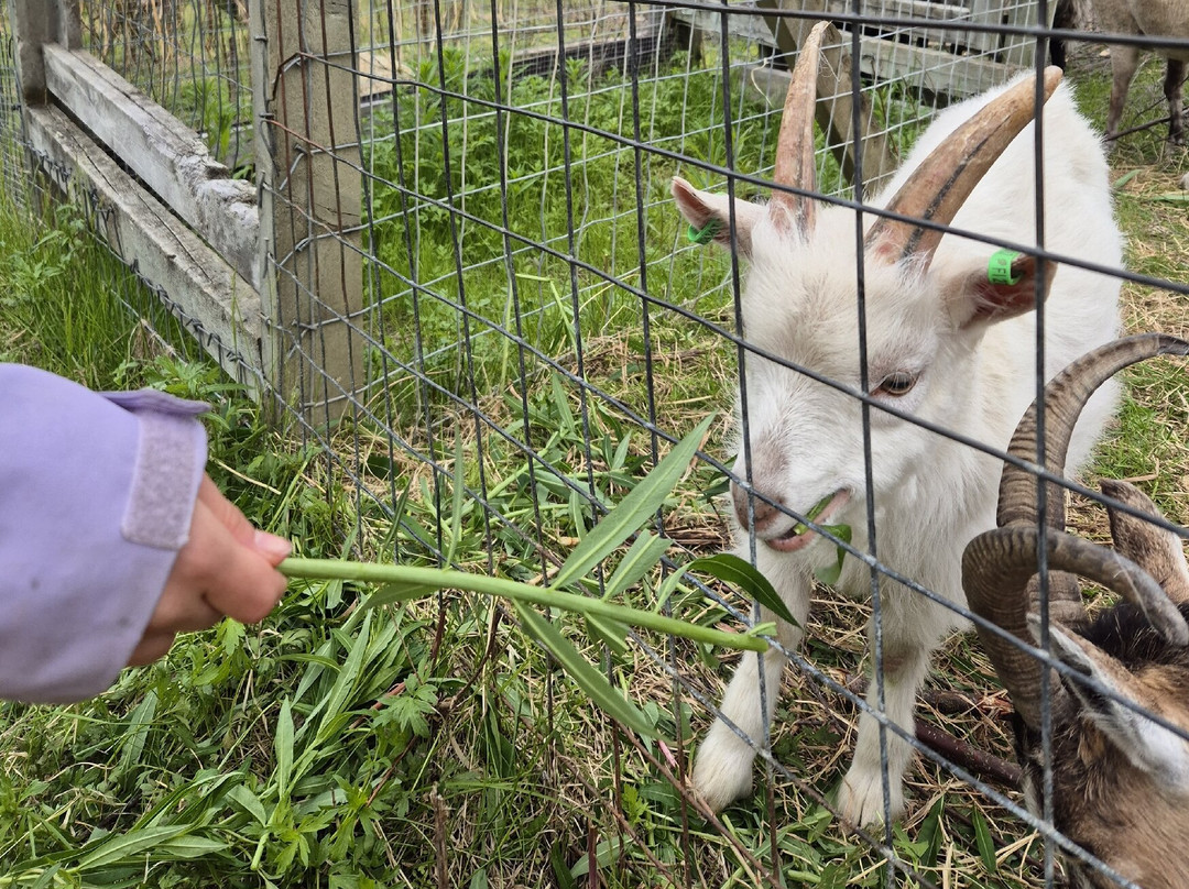 Ilonka Farm & Cafe-伊瓦洛必去景点