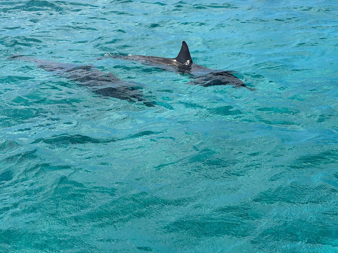 Diamond Head Cruises-火奴鲁鲁必去景点