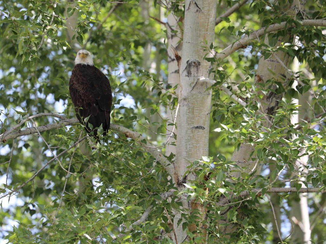 Rawhide Outfitters-Salmon必去景点