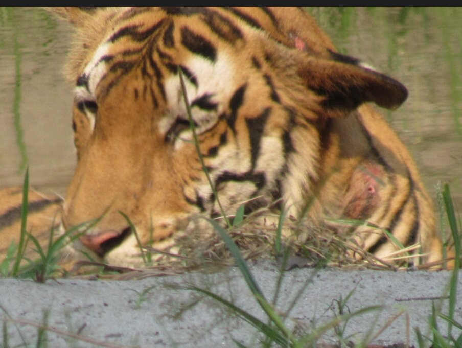 Camp TigerLily主图