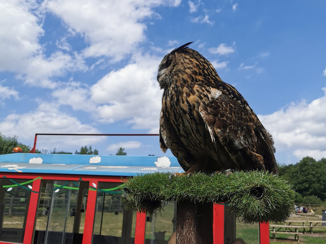 Kent Owl Academy-梅德斯通必去景点