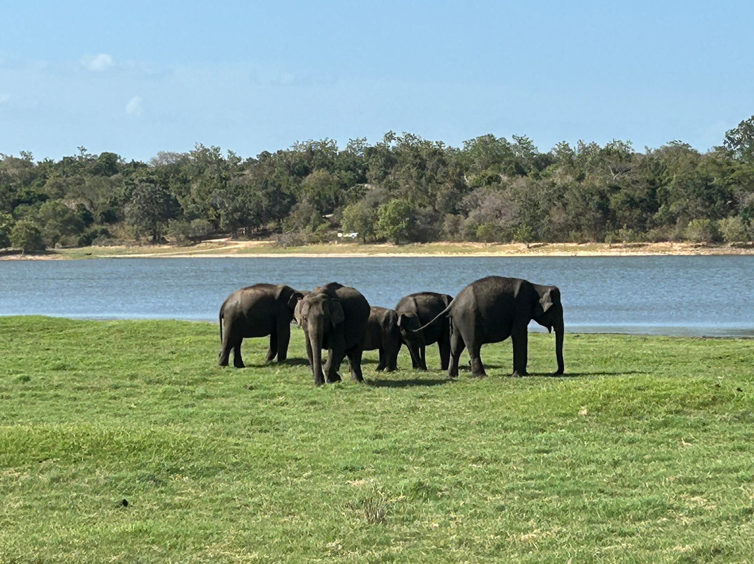 Minneriya Jeep Safari with Sandesh-哈巴拉娜必去景点