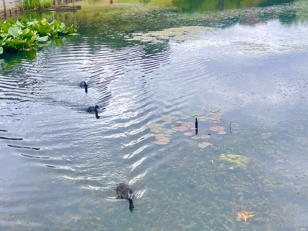 Keptie Pond-Arbroath必去景点