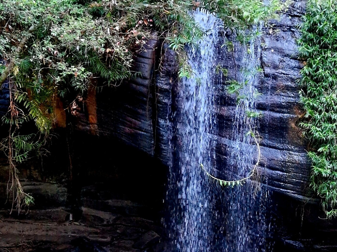 Buderim Forest Park-Buderim必去景点