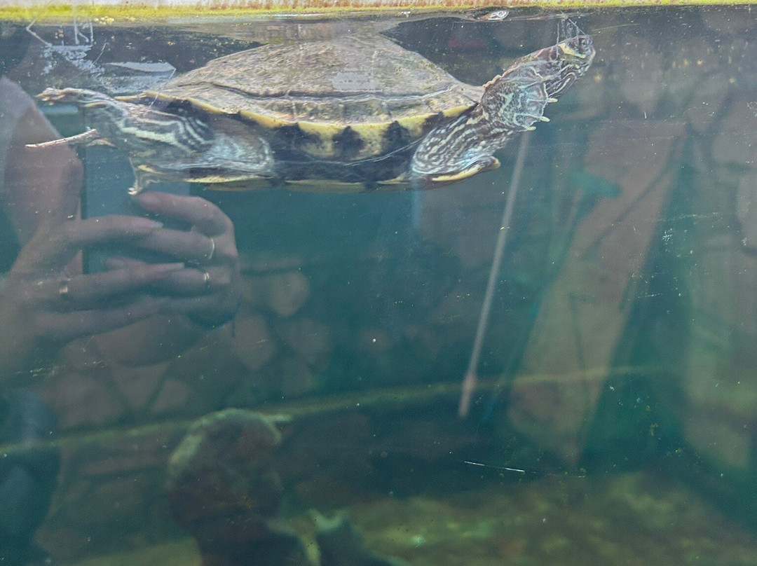 Zakynthos Turtle Rescue Center-瓦西里科斯必去景点