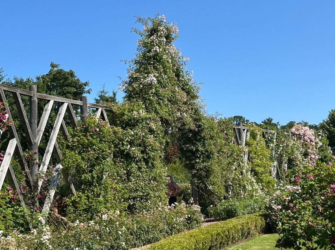 Rosenlunds Rosarium-延雪平必去景点