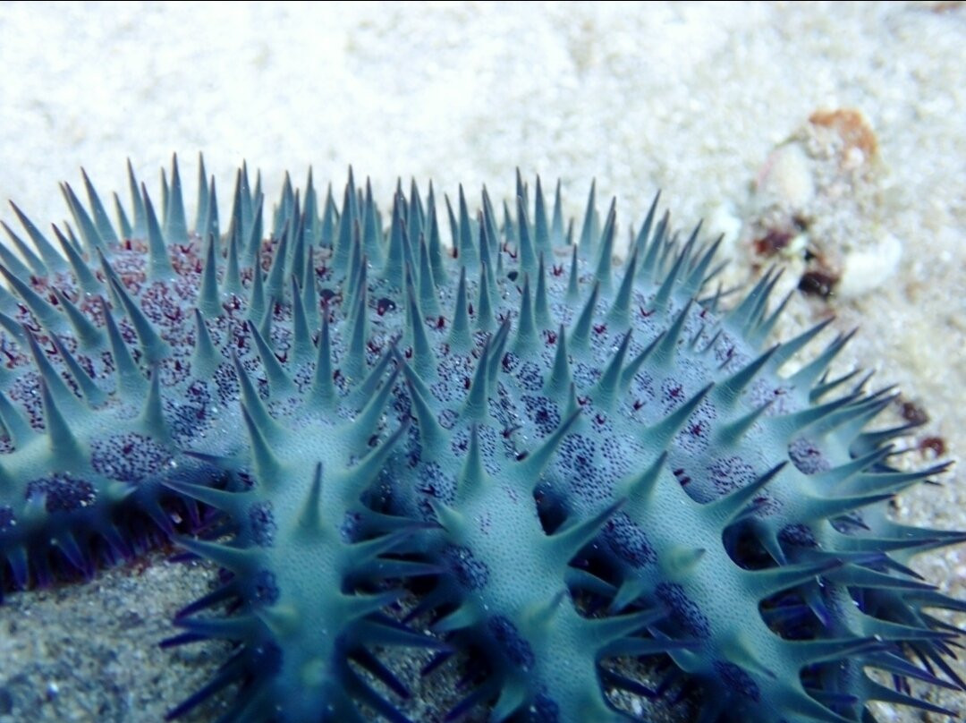 NeverDry Divers-基黑必去景点