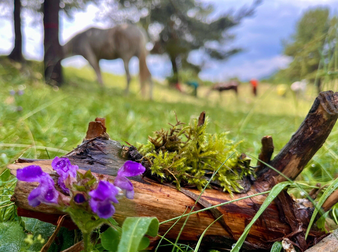 Panorama Trails-Terradelles必去景点