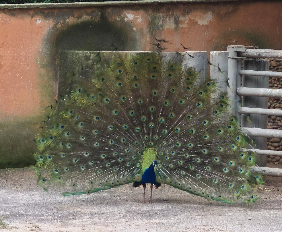 Parque Zoologico Municipal Quinzinho De Barros-索罗卡巴必去景点