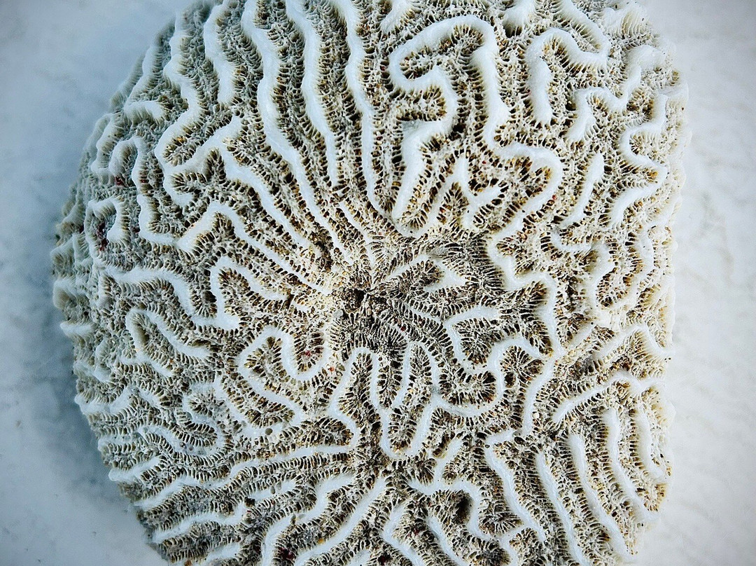 MHKK Tours & Taxi Service-Rockley必去景点