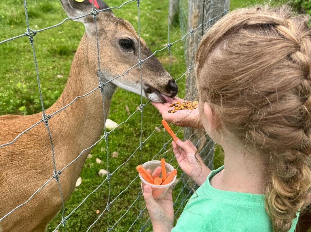 Deer Ranch-圣伊尼亚斯必去景点