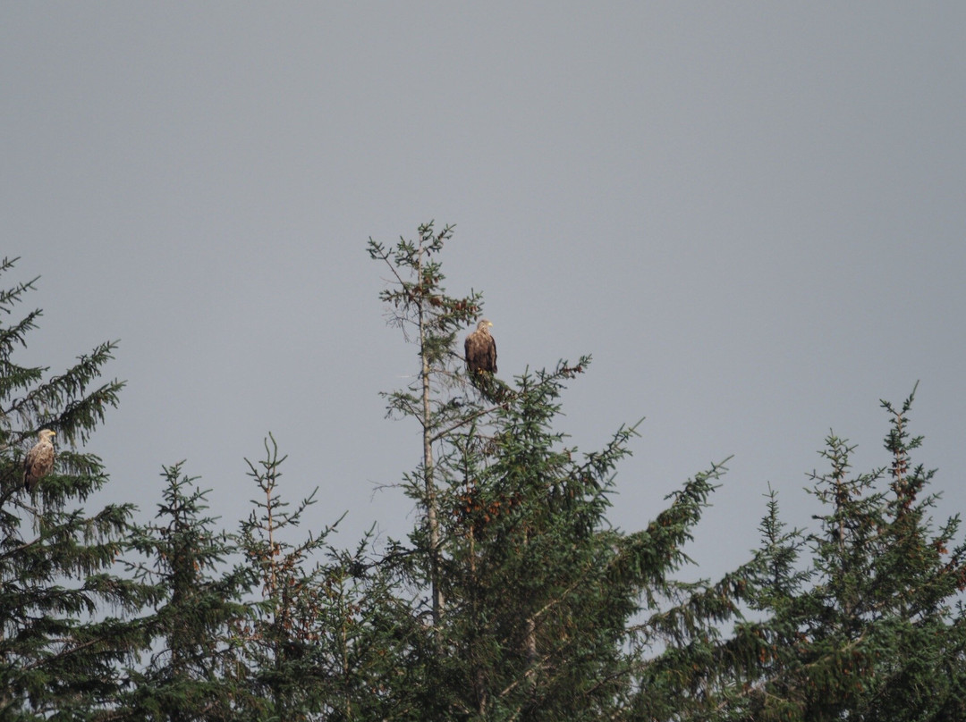 Wild Mull Tours-Pennyghael必去景点