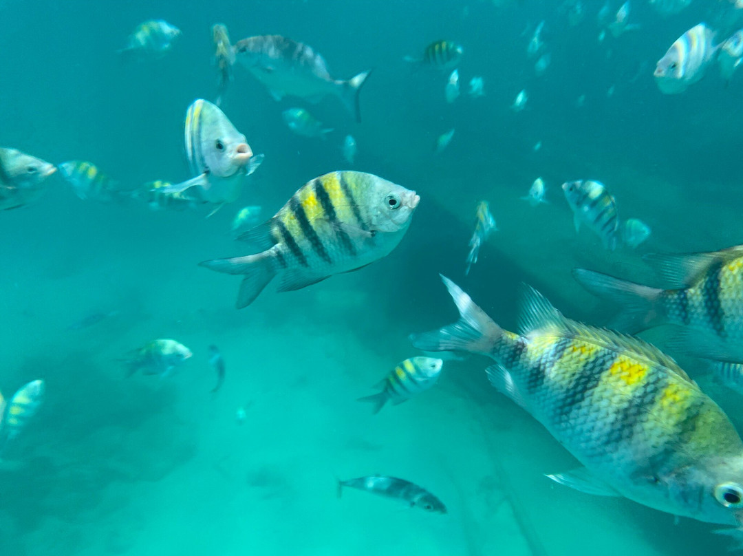 Captain Dwayne Barbados / Livity Cruises-巴巴多斯必去景点