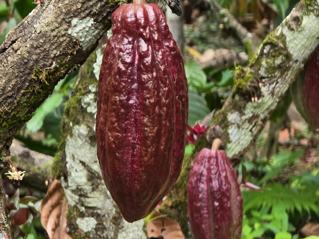 Vila Rosa-Itacare必去景点