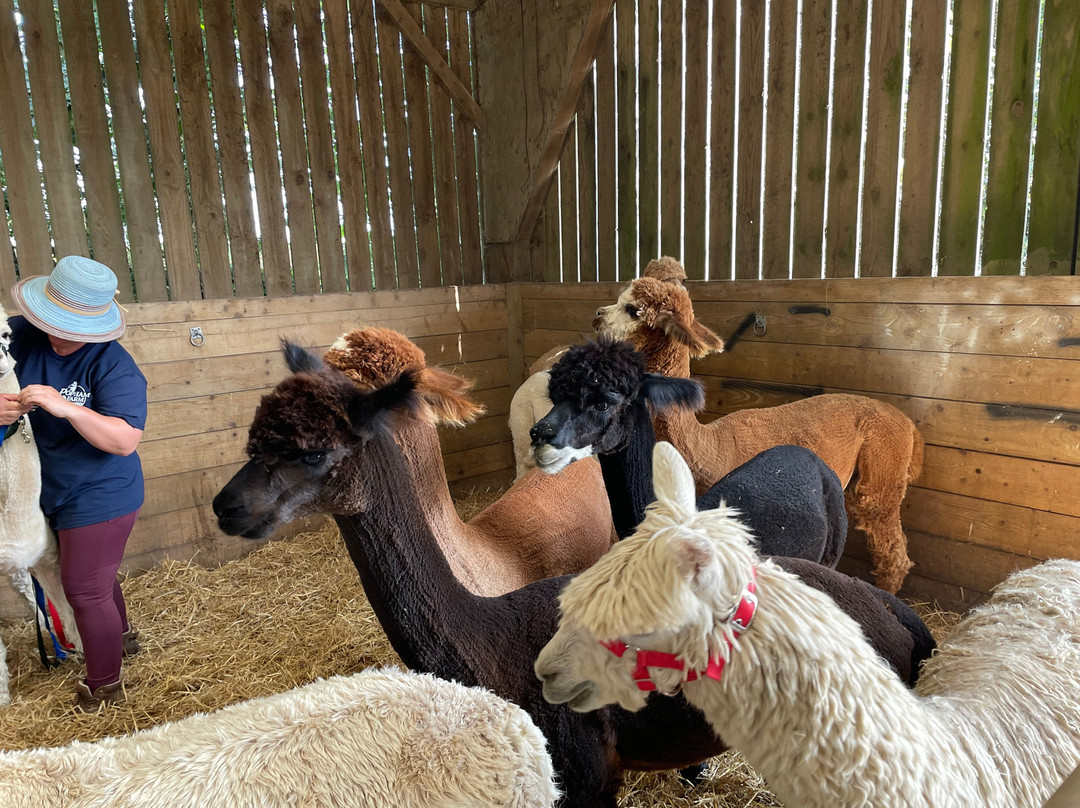 Popham Farm Alpaca Trekking-索尔塔什必去景点