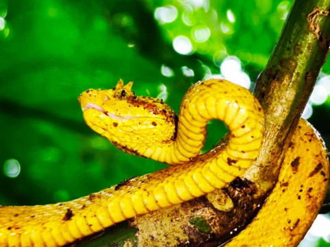 Eleven Tranfers and Tours-利比里亚必去景点