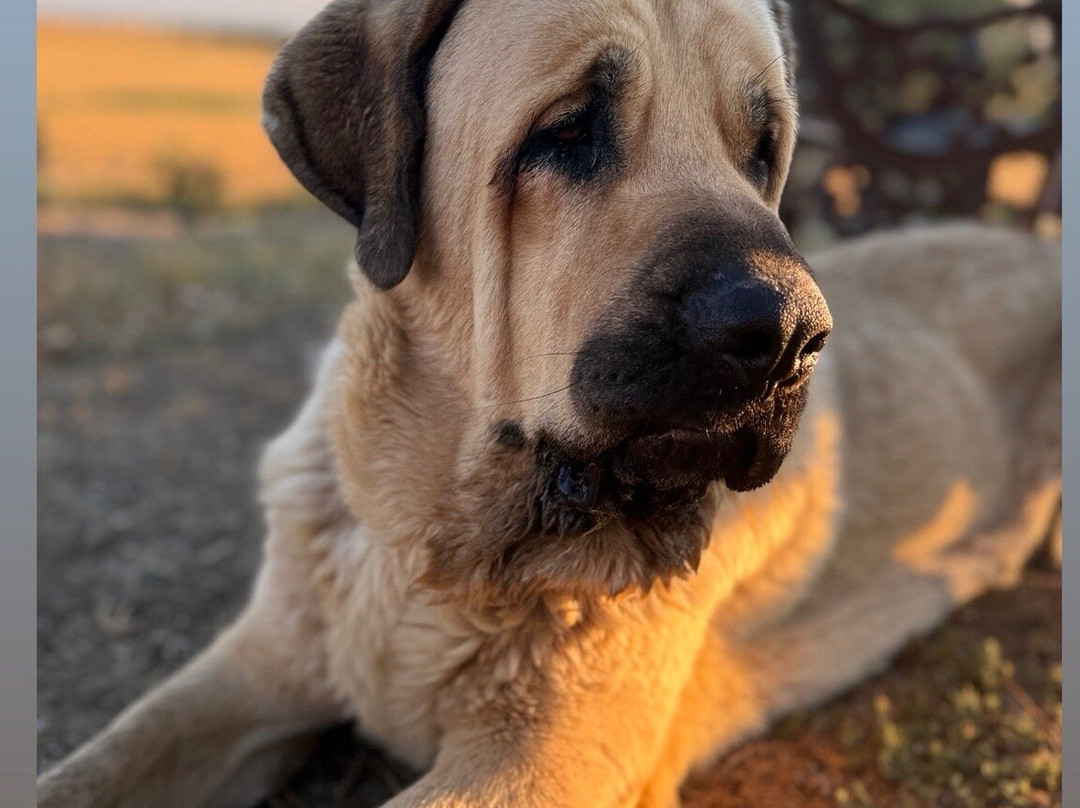 Castillo de Corvinos主图