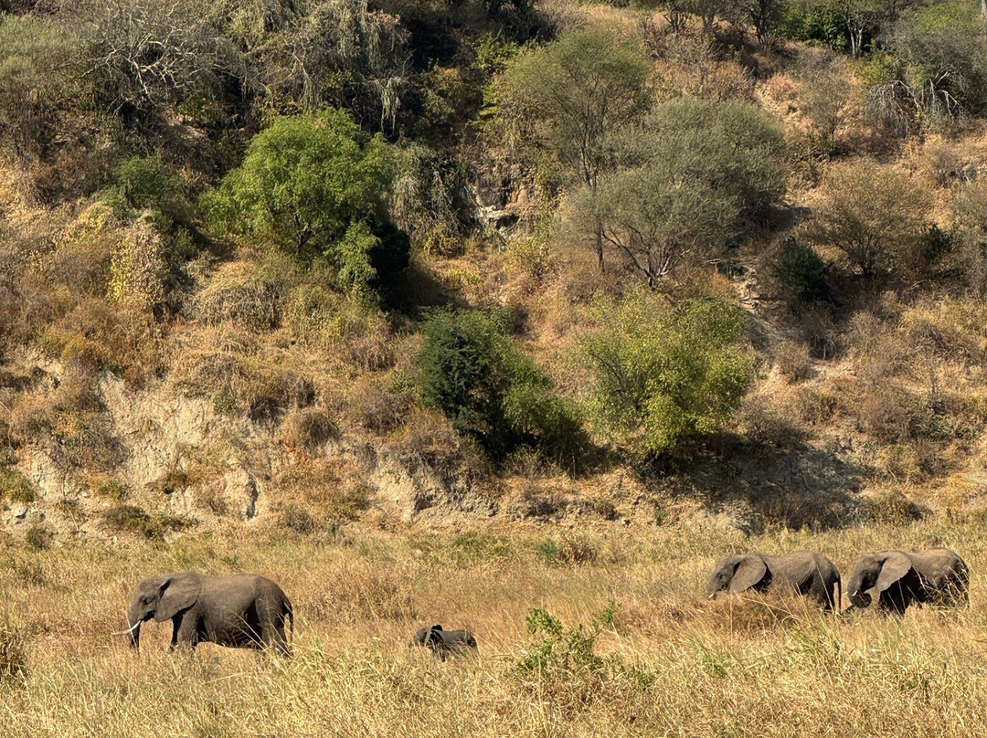 Bush and Forest Explorers-阿鲁沙必去景点