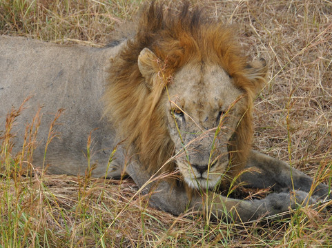 Mo Tours & Safaris-石头城必去景点