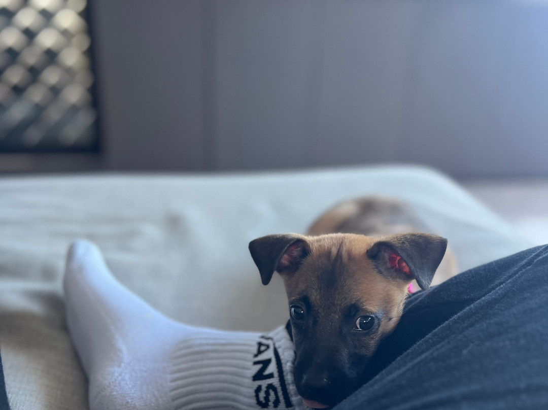 Wet Noses Rescue-Corral del Risco必去景点