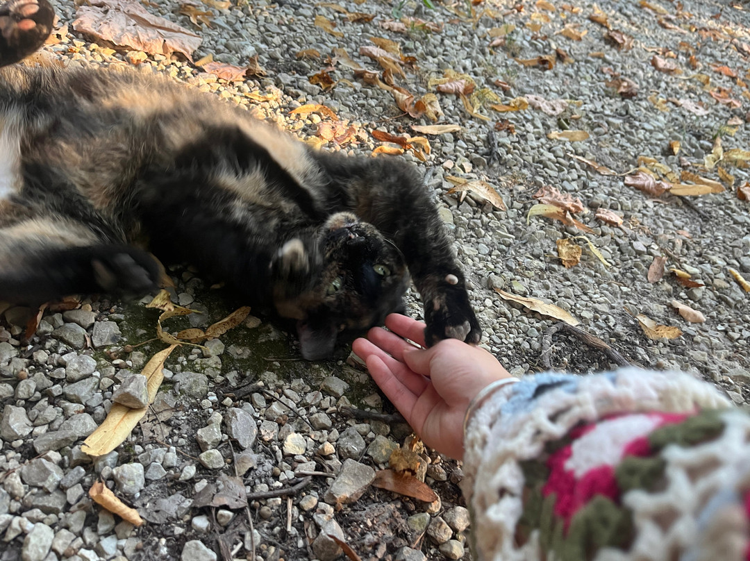 The Cottage | Treehouses & Cabins主图