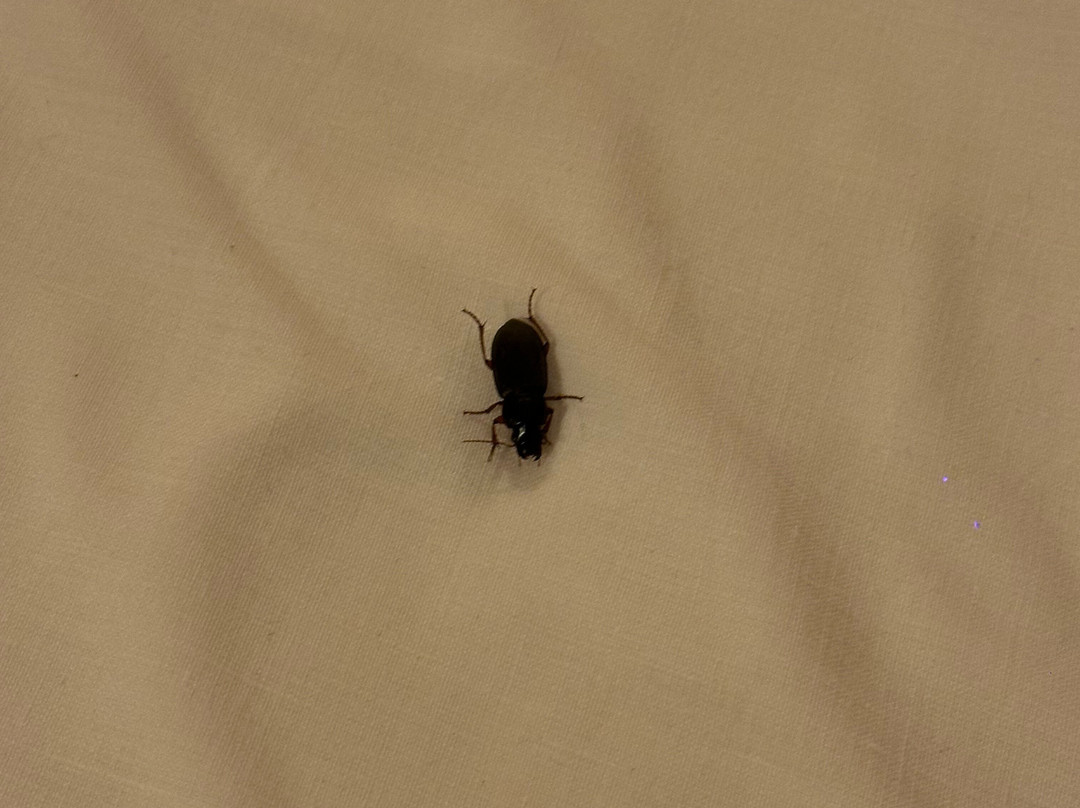 普瑞米尔鲍威经典酒店主图