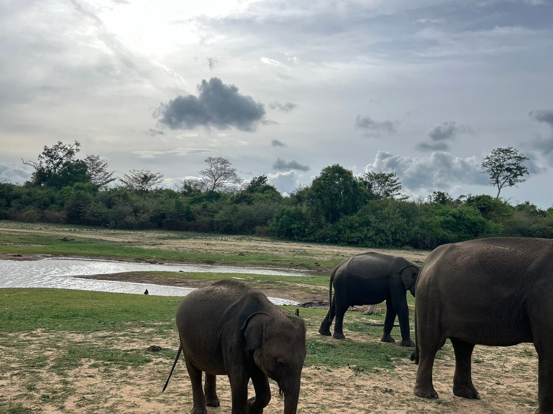 Udawalawe Safari Jeep With Guides-乌达瓦拉维国家公园必去景点