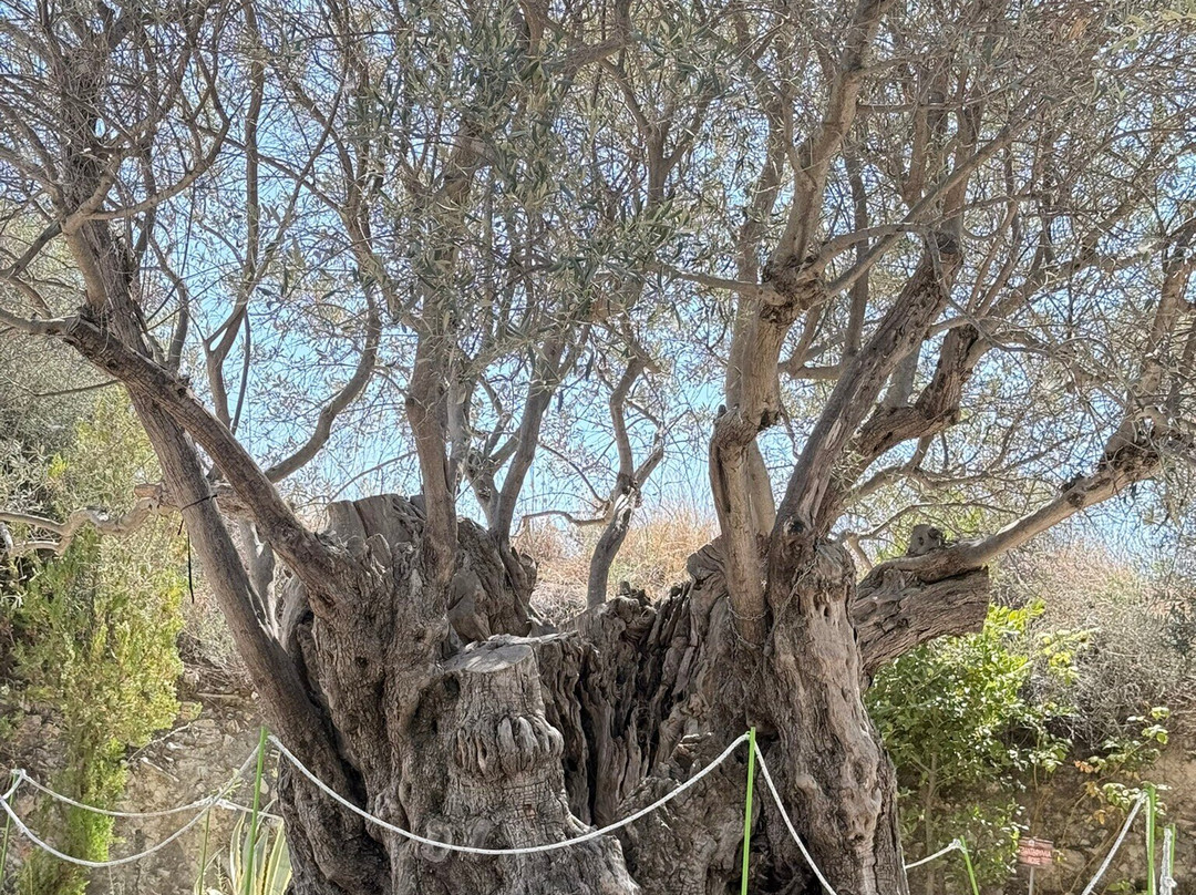 Terra Oliva Organic Olive Farm-Pano Lefkara必去景点