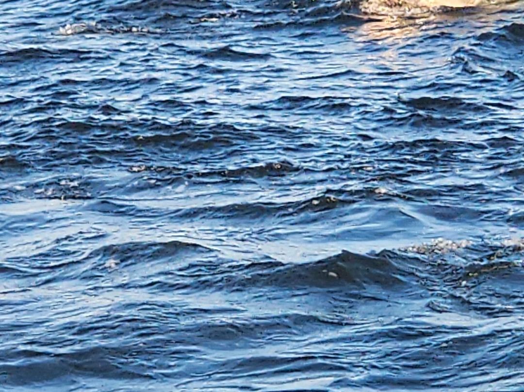 Hurricane Fishing Fleet-Calabash必去景点