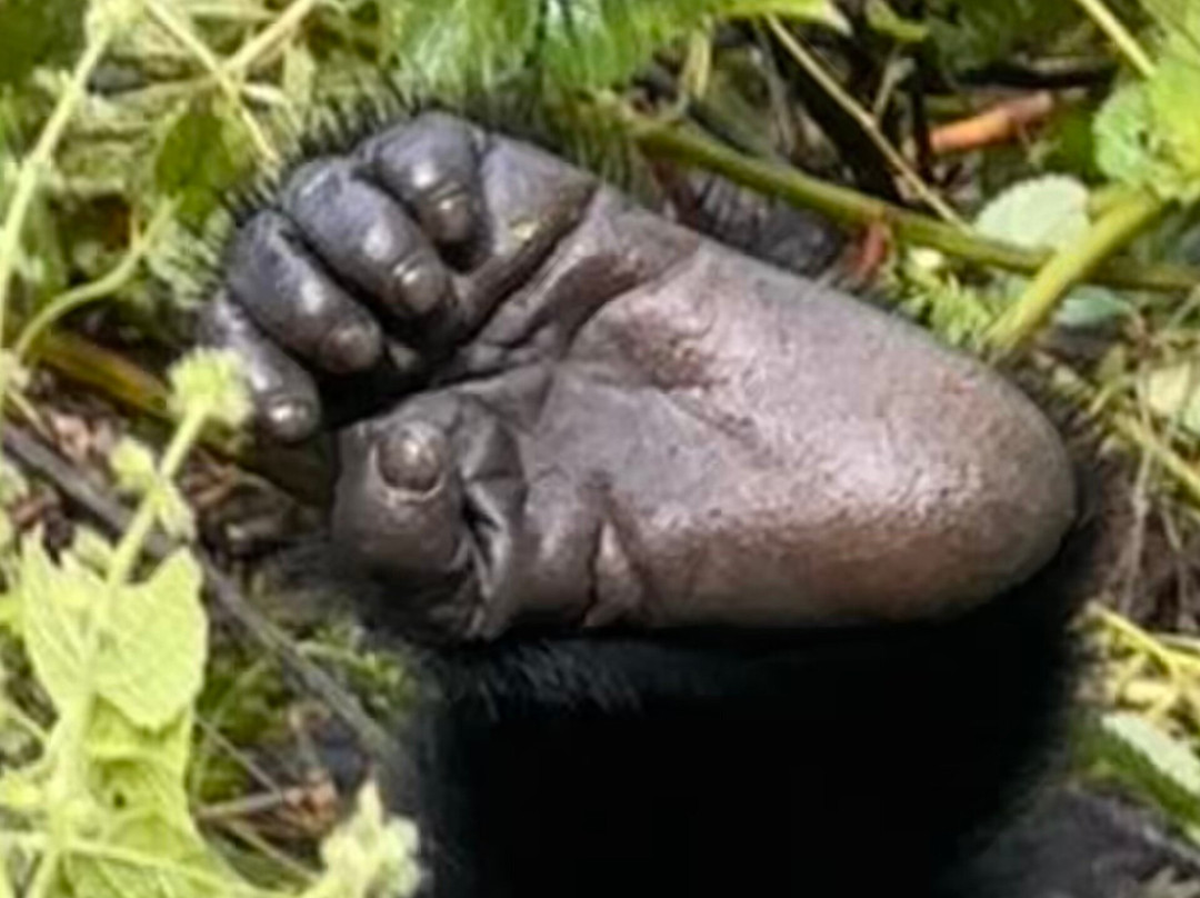 Grassrootz Adventures Uganda-坎帕拉必去景点