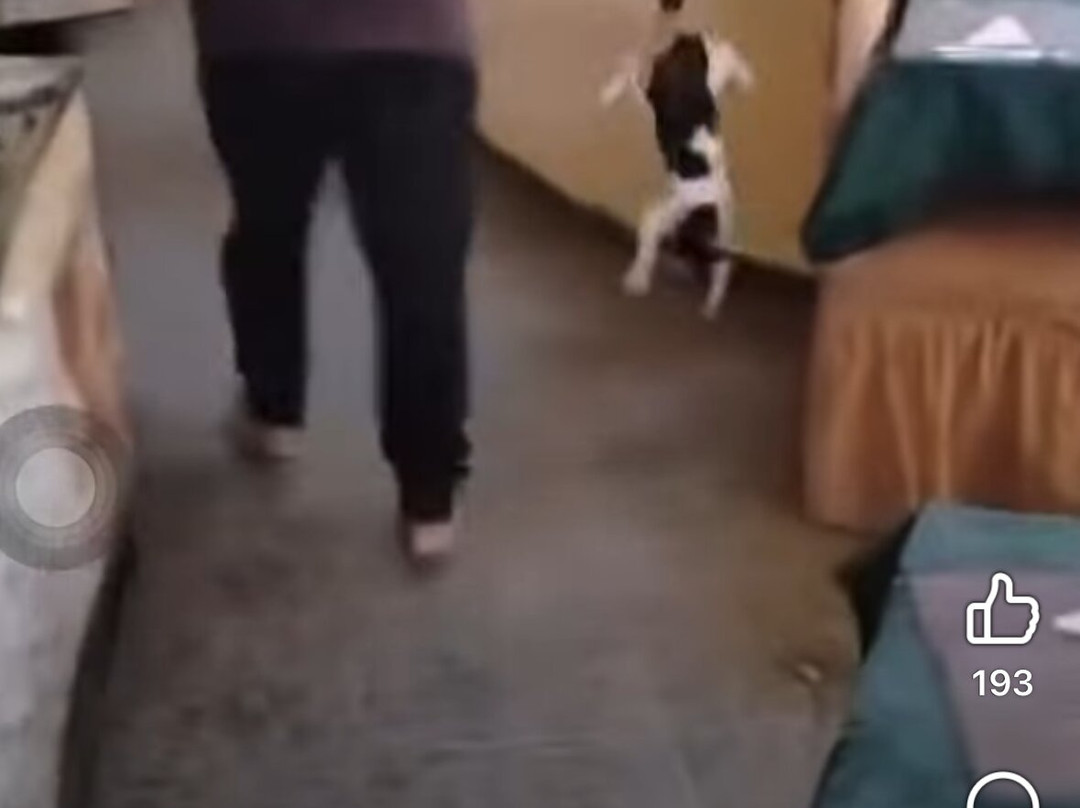 Siwa Shali Resort主图