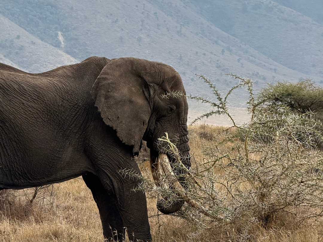 Tazama Africa Tours and Safari-阿鲁沙国家公园必去景点