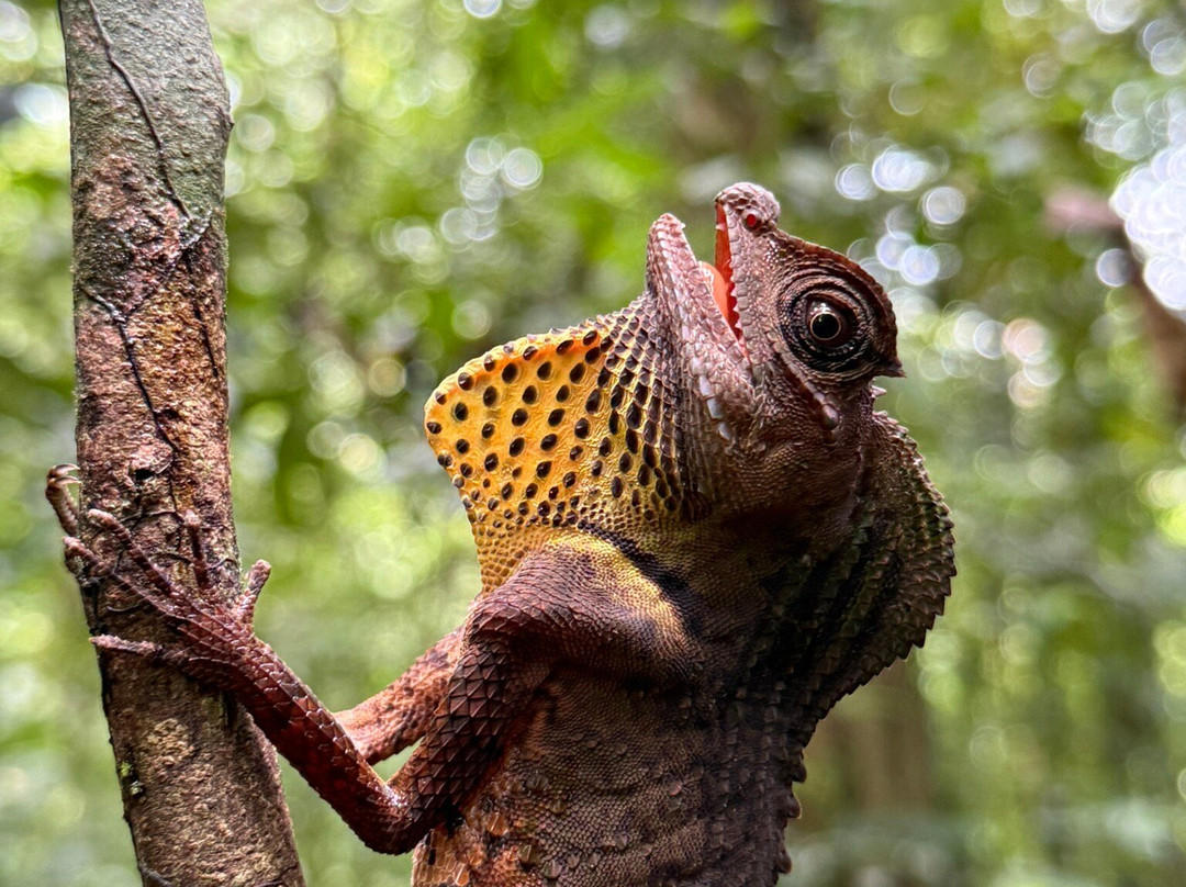 Indunil tours Sri Lanka-Deniyaya必去景点