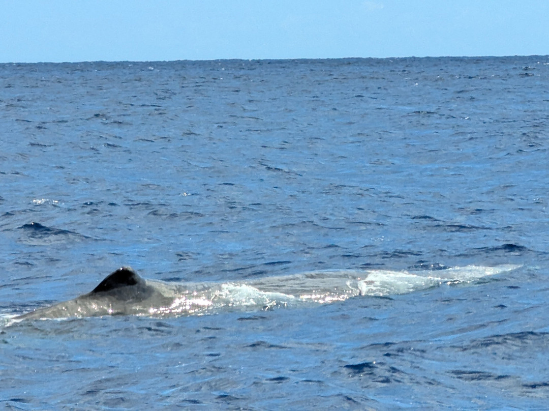 Espaco Talassa-Lajes do Pico必去景点