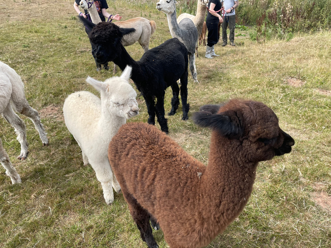 Admirals View Alpacas